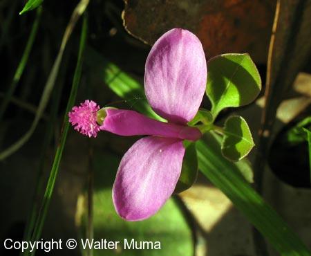 Fringed Polygala (Polygaloides paucifolia) flower