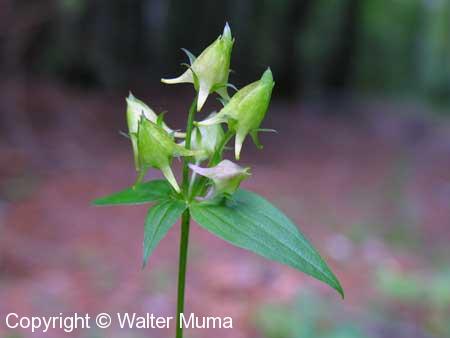 Spurred Gentian (Halenia deflexa)