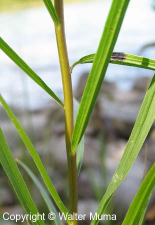Grass-leaved Goldenrod (Euthamia graminifolia)