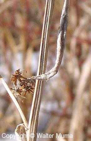 Rough-leaved Goldenrod (Solidago patula)