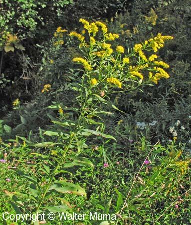Tall Goldenrod (Solidago altissima)