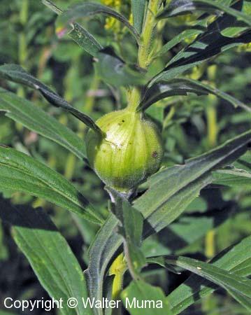 Tall Goldenrod (Solidago altissima)