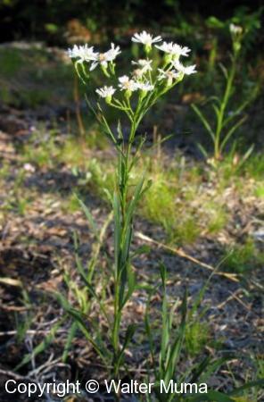 Upland White Aster (Solidago ptarmicoides)