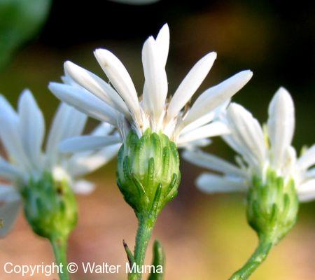 Upland White Aster (Solidago ptarmicoides)