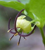Cucumber Root, Indian (Medeola virginiana) flowers