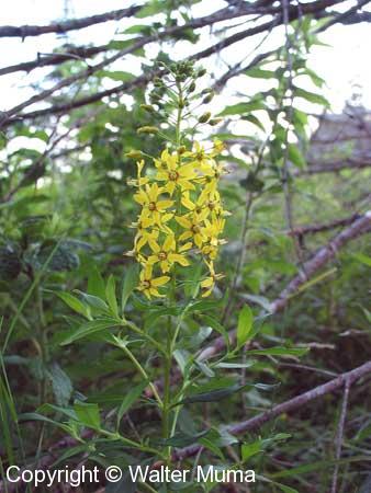 Yellow Loosestrife (Lysimachia terrestris)