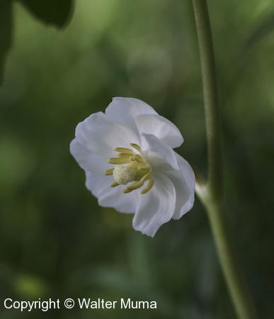 Mayapple (Podophyllum peltatum) flower