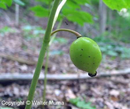 Mayapple (Podophyllum peltatum) fruit