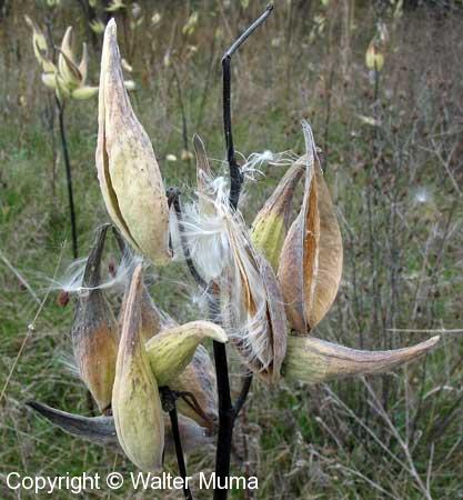 Common Milkweed (Asclepias syriaca)
