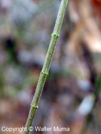 Whorled Milkweed (Asclepias verticillata)