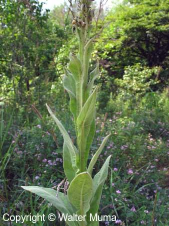 Common Mullein (Verbascum thapsus)