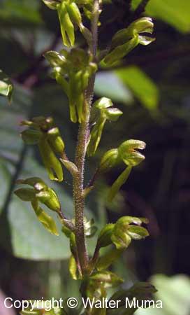 European Common Twayblade (Neottia ovata)