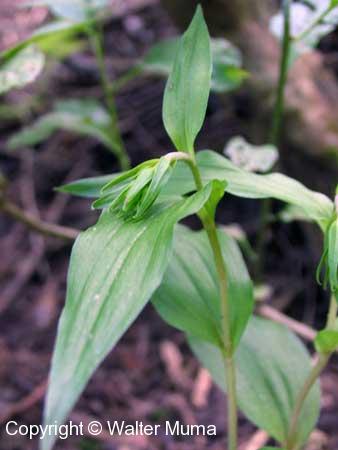 Helleborine (Epipactis helleborine) plant