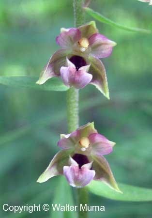 Helleborine (Epipactis helleborine) flowers