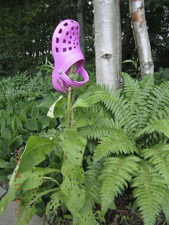 Pink Lady's Slipper (Cypripedium acaule)