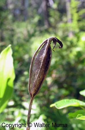 Showy Lady's Slipper (Cypripedium reginae)