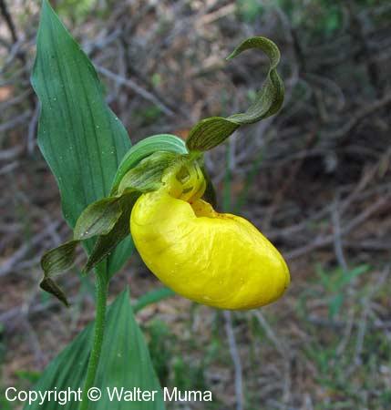 Large Yellow Lady's Slipper (Cypripedium parviflorum var pubescens)