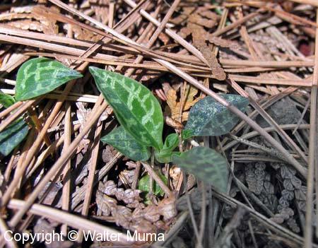 Dwarf Rattlesnake Plantain (Goodyera repens)