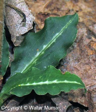 Green-leaved Rattlesnake Plantain (Goodyera oblongifolia)