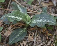 Rattlesnake Plantain, Green-leaved (Goodyera oblongifolia)