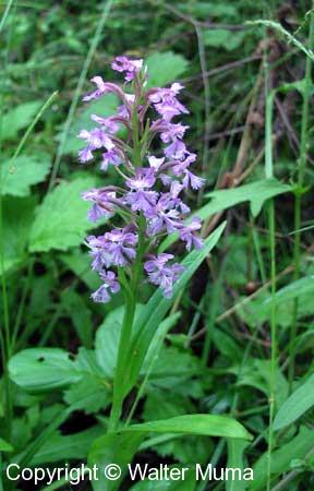 Smaller Purple Fringed Orchid (Platanthera psycodes)