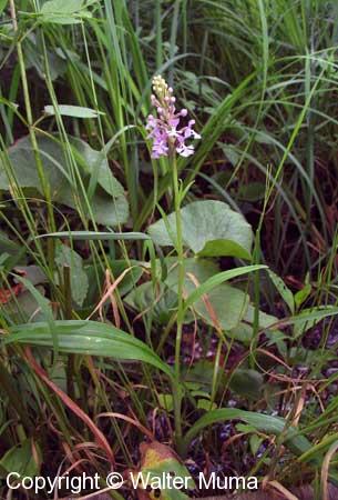 Smaller Purple Fringed Orchid (Platanthera psycodes)