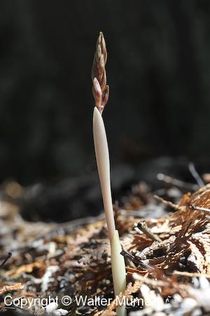 Striped Coralroot (Corallorhiza striata) sprout