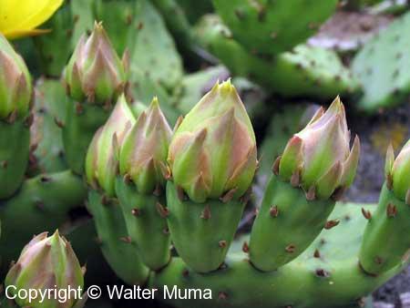 Prickly Pear Cactus (Opuntia humifusa)
