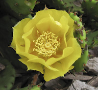 Cactus, Prickly Pear (Opuntia humifusa) flowers