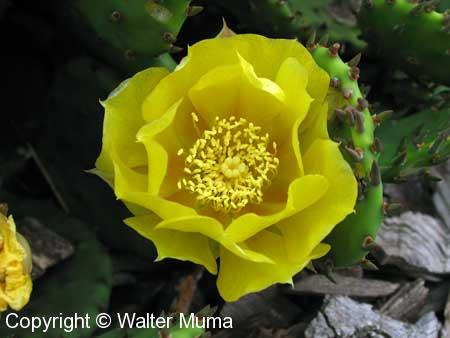 Prickly Pear Cactus (Opuntia humifusa)