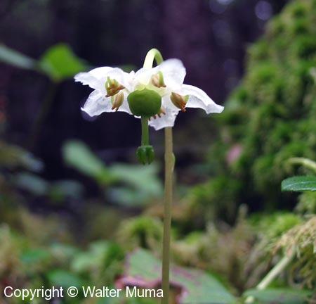 One-Flowered Pyrola (Moneses uniflora)