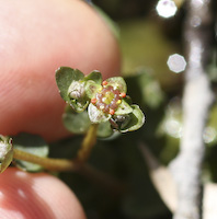 Golden Saxifrage (Chrysosplenium americanum)