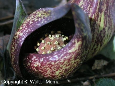 Skunk Cabbage (Symplocarpus foetidus) flower