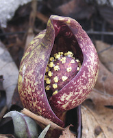 Skunk Cabbage (Symplocarpus foetidus) flowers