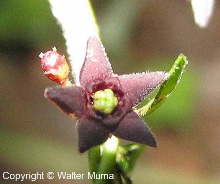 Black Swallowwort (Cynanchum louiseae)