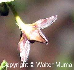 Black Swallowwort (Cynanchum louiseae)