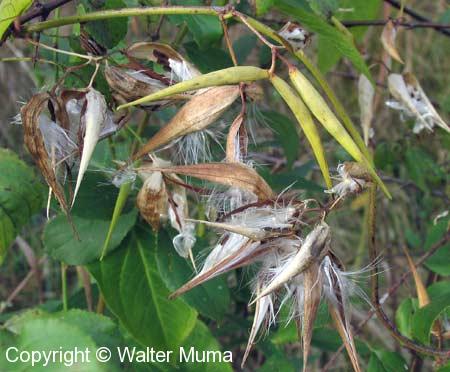 Pale Swallowwort (Cynanchum rossicum)