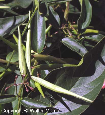 Pale Swallowwort (Cynanchum rossicum)