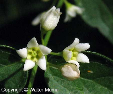 White Swallowwort (Cynanchum vincetoxicum)