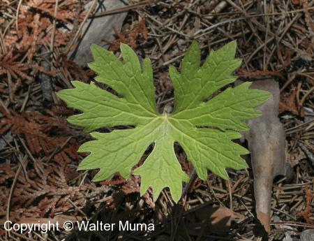 Sweet Coltsfoot (Petasites frigidus) leaf