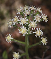 Coltsfoot, Sweet (Petasites frigidus) flowers