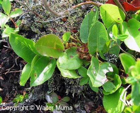 Trailing Arbutus (Epigaea repens)