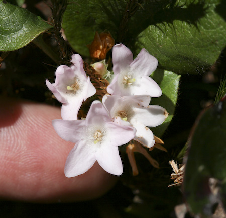 Trailing Arbutus (Epigaea repens)