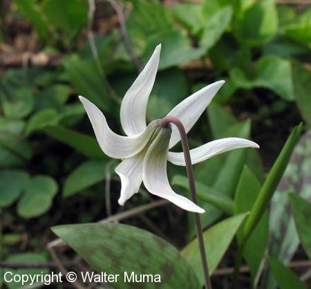 White Trout Lily (Erythronium albidum) flower