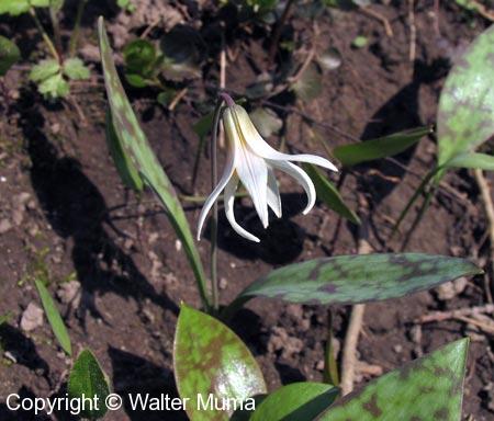 White Trout Lily (Erythronium albidum) flower