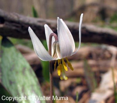 White Trout Lily (Erythronium albidum)