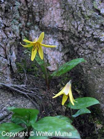 Trout Lily (Erythronium americanum) flowers