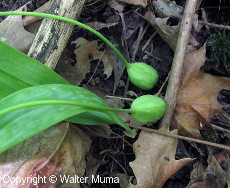 Trout Lily (Erythronium americanum) seed pods