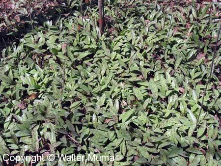 Trout Lily (Erythronium americanum) plants