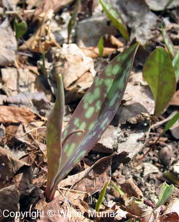 Trout Lily (Erythronium americanum) leaves